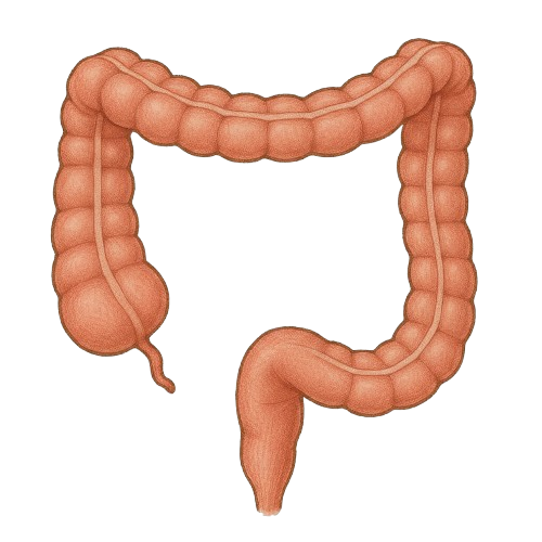 colon